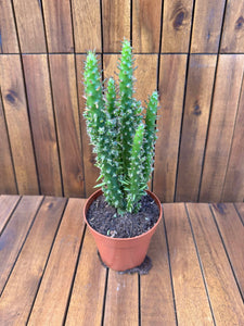 Opuntia Subulata