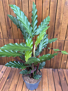 Calathea Rufibarba D14