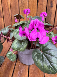Cyclamen Coum