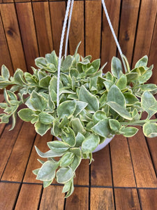 Aptenia Variegata