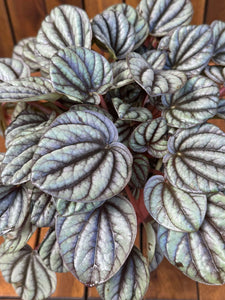 Peperomia Mystique