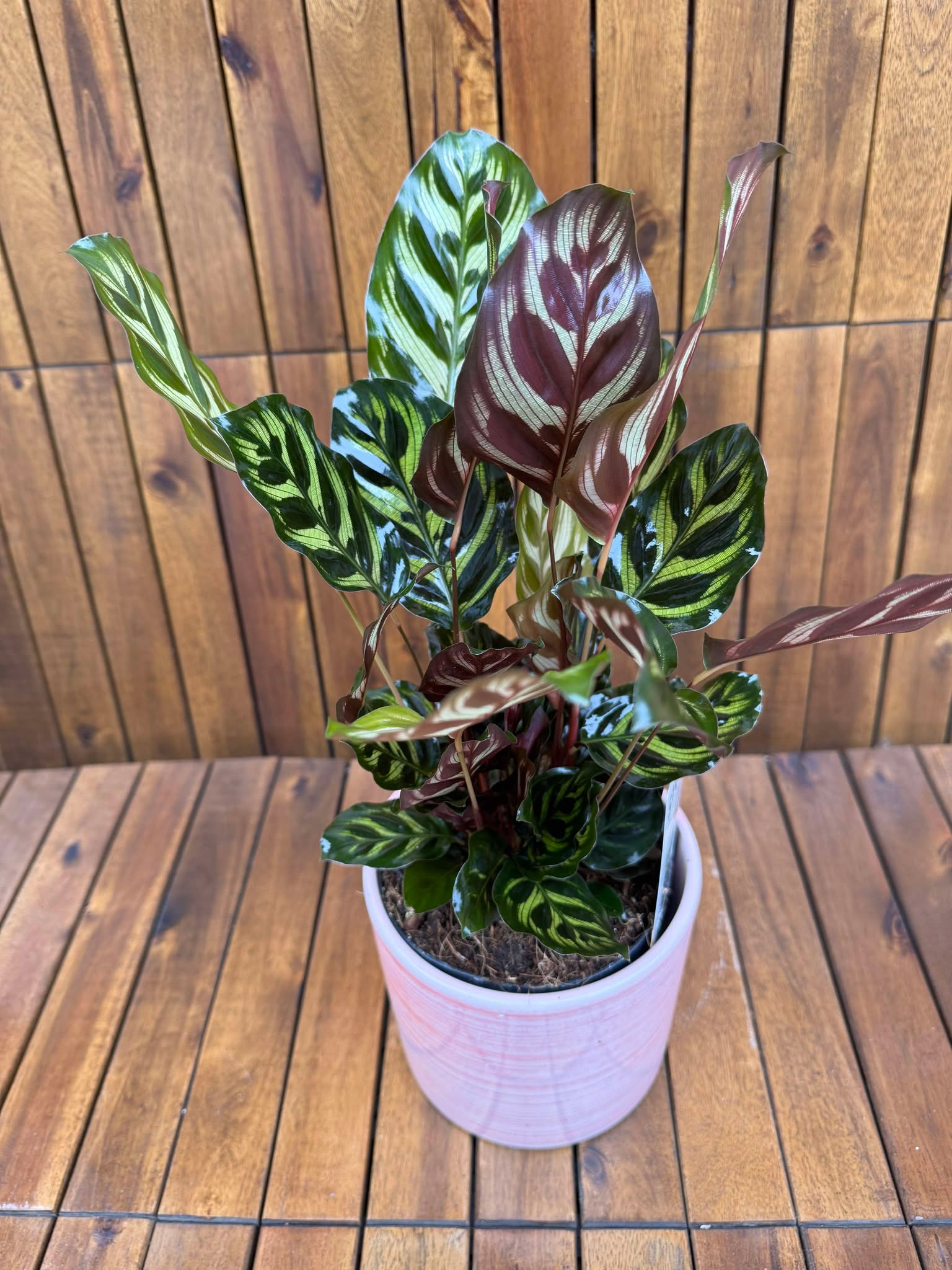 Calathea Makoiana D14