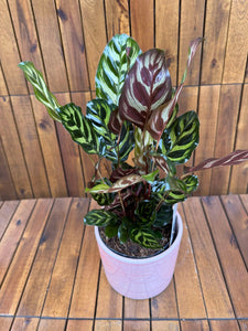 Calathea Makoiana D14