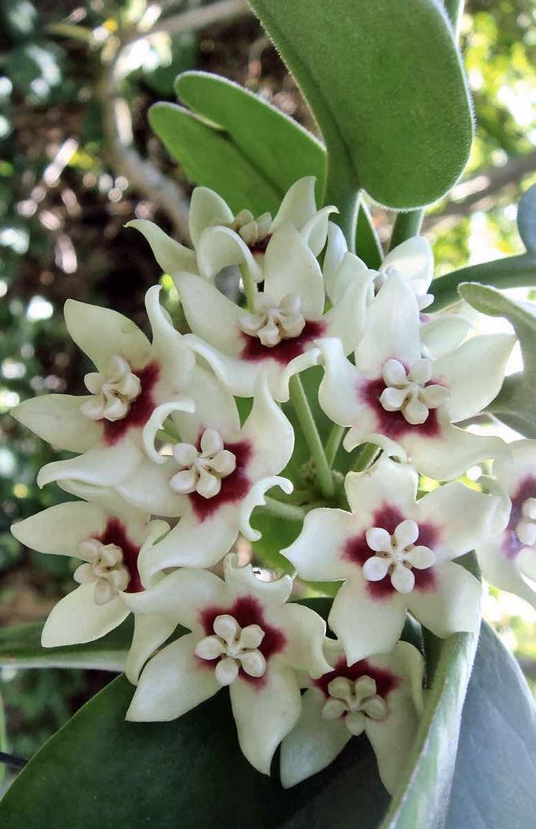 Hoya Australis