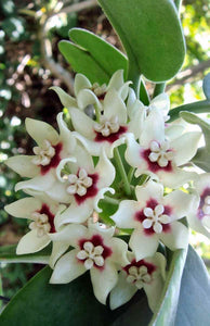 Hoya Australis