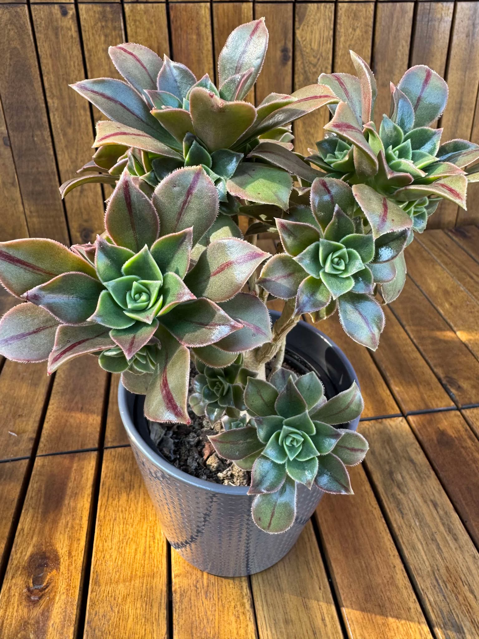 Aeonium Leucoblepharum (exemplarul din foto)