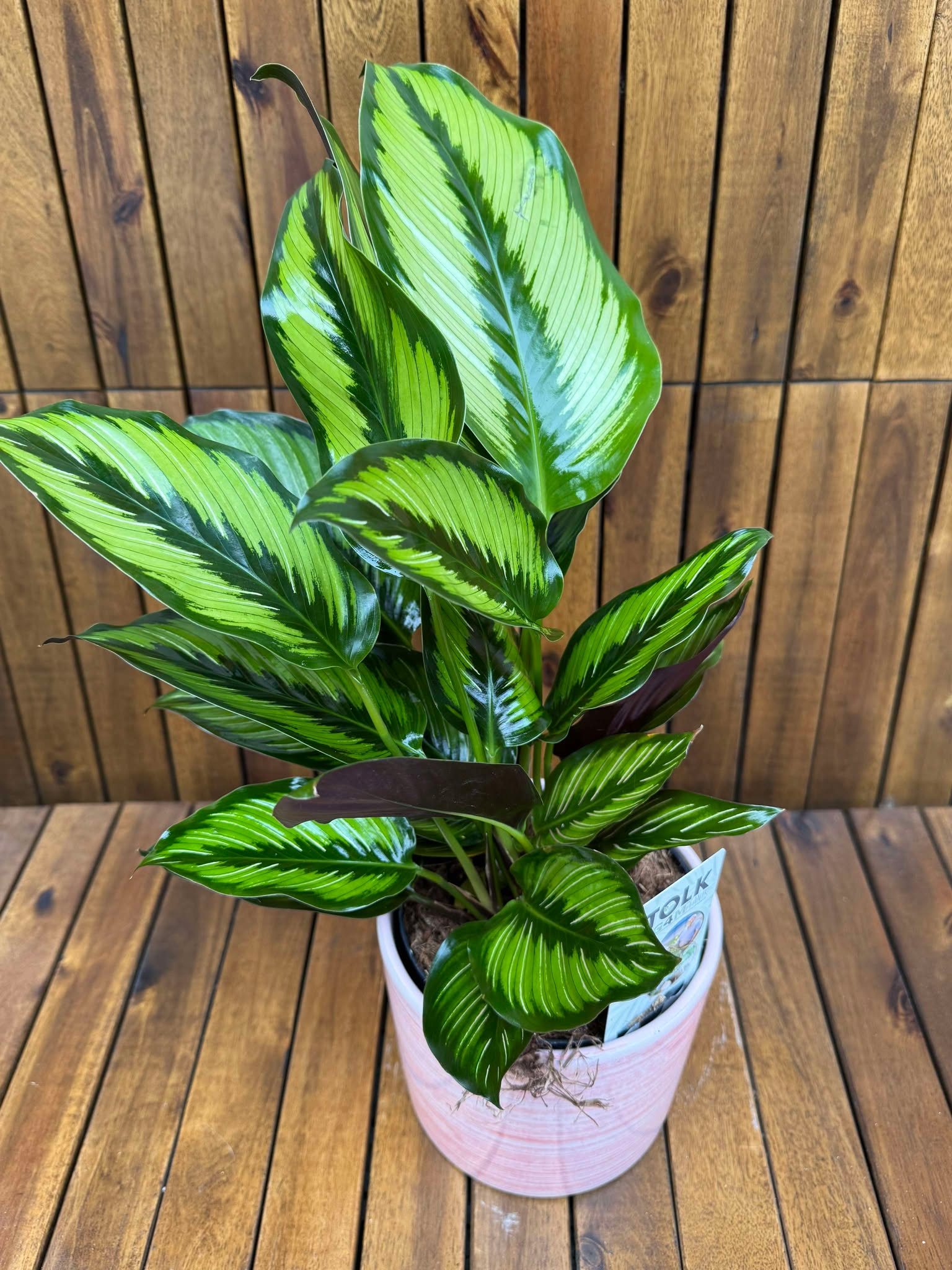Calathea Majestic D14