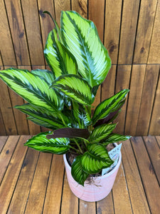 Calathea Majestic D14