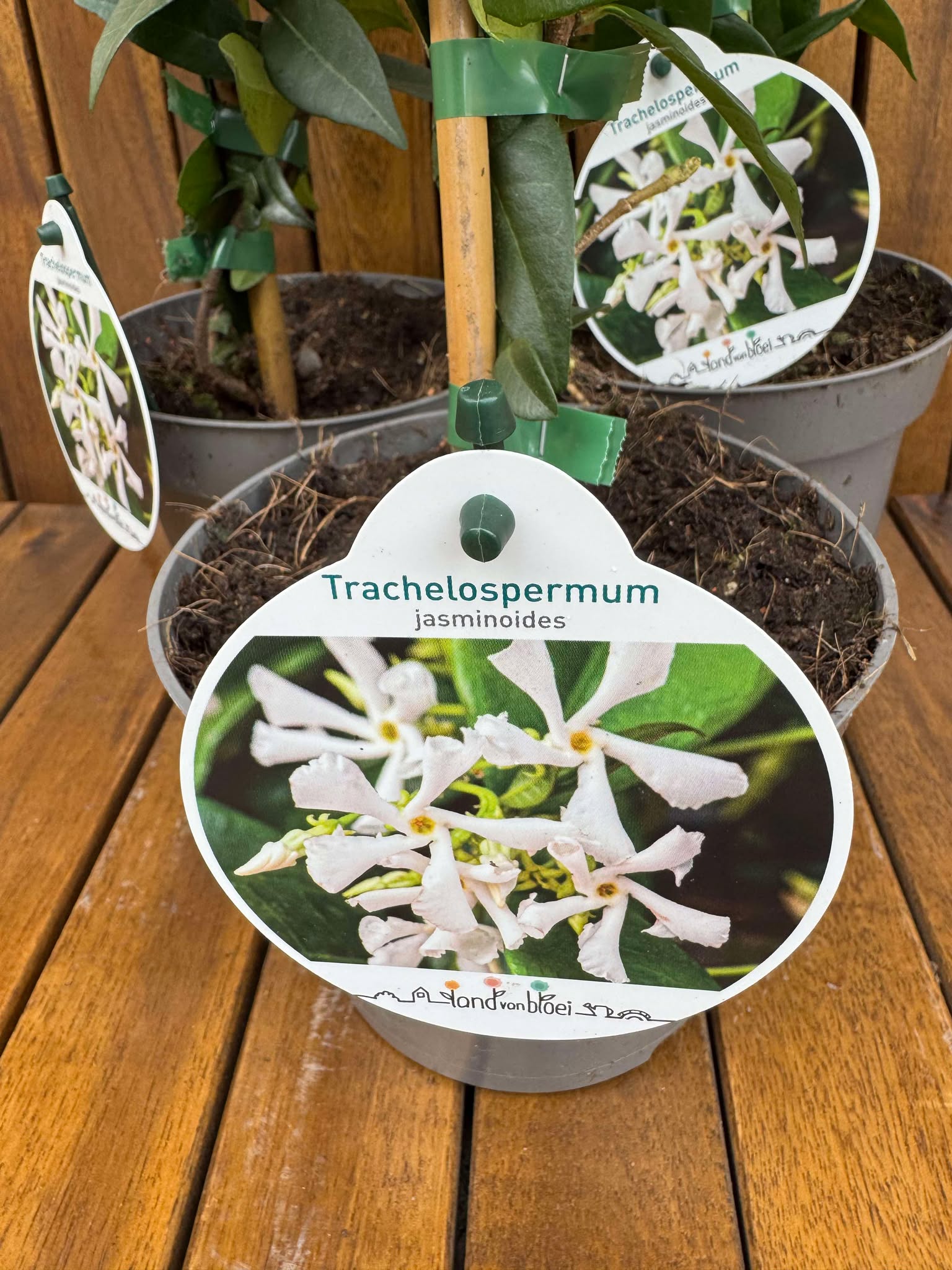 Trachelospermum Jasminoides White