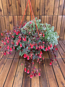 Kalanchoe Mariko (exemplarul din foto)