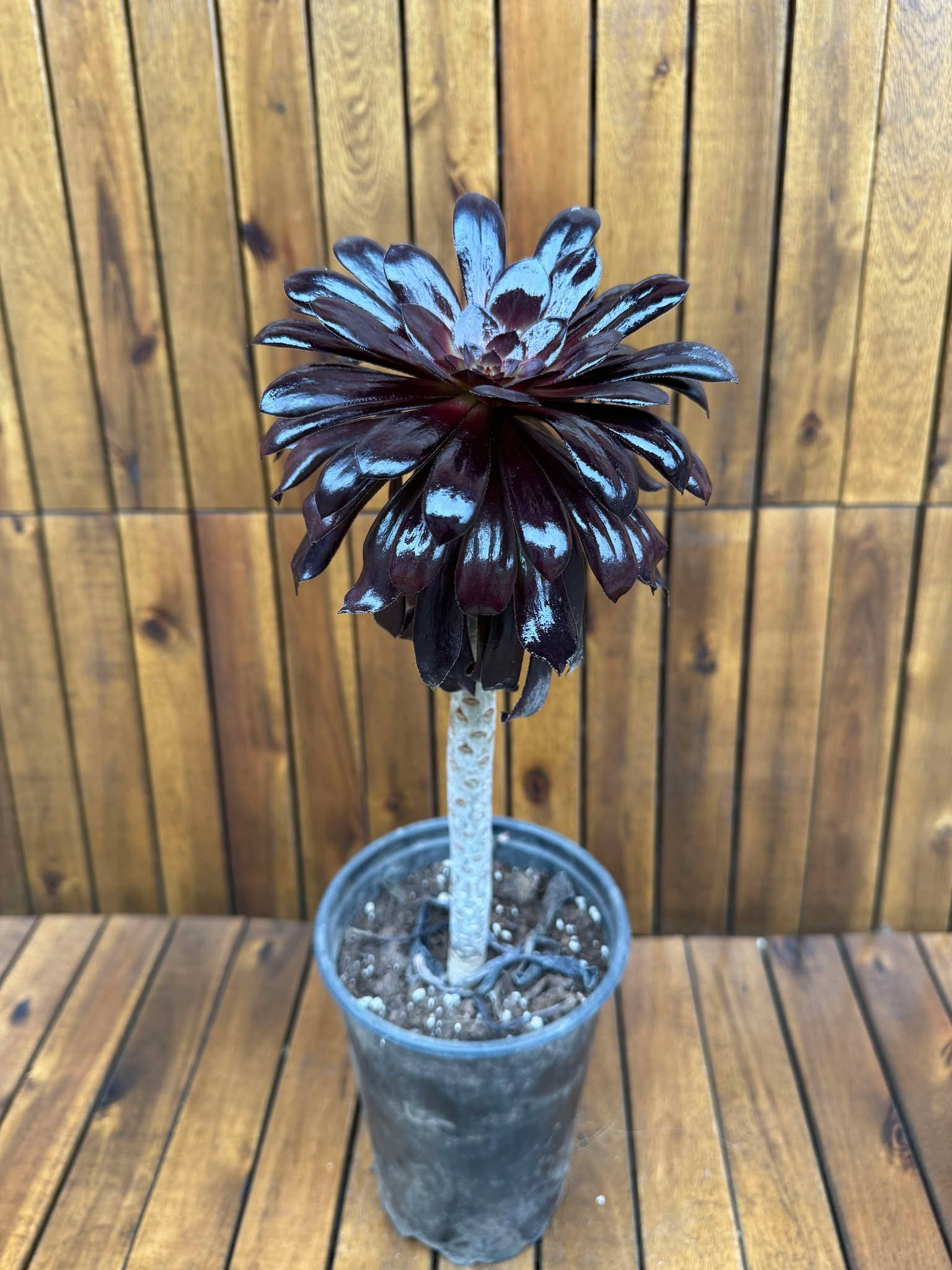 Aeonium Schwarzkopf