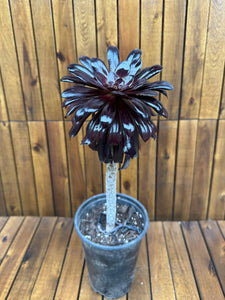 Aeonium Schwarzkopf