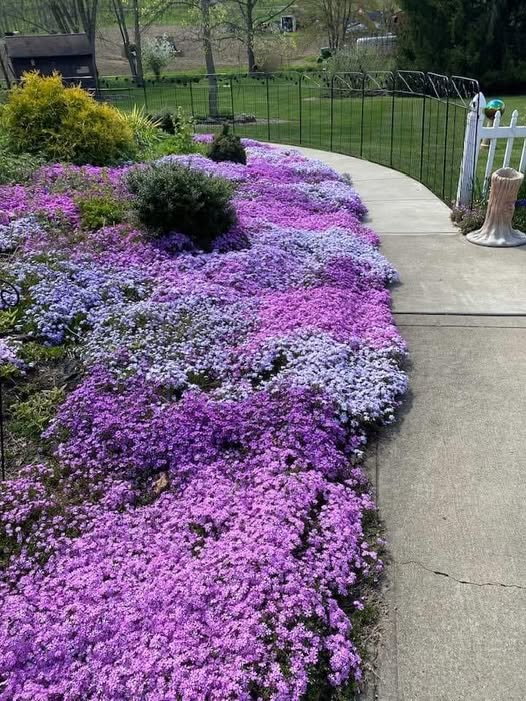 Phlox Subulata Lila