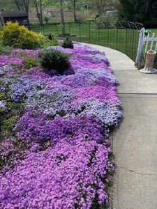 Phlox Subulata Lila