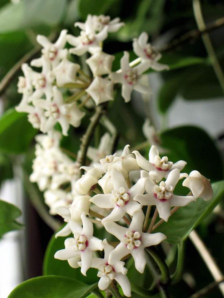 Hoya Australis