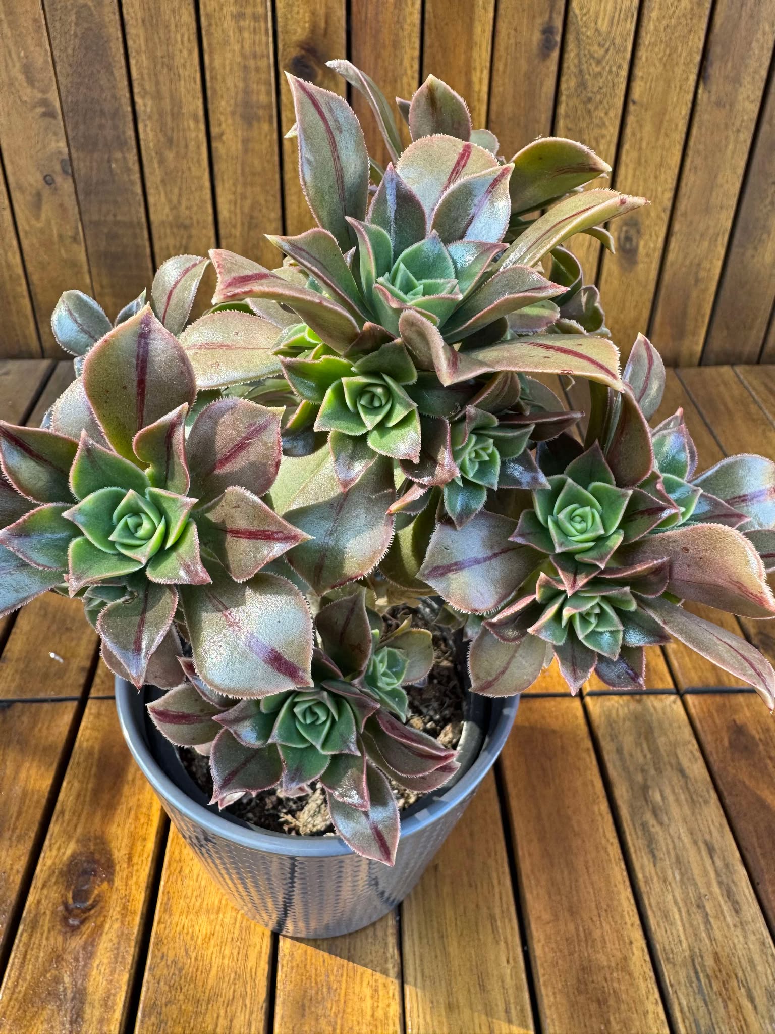 Aeonium Leucoblepharum (exemplarul din foto)