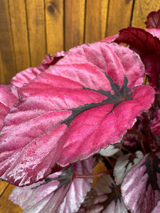 Begonia Rex Indian Summer