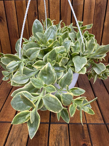 Aptenia Variegata