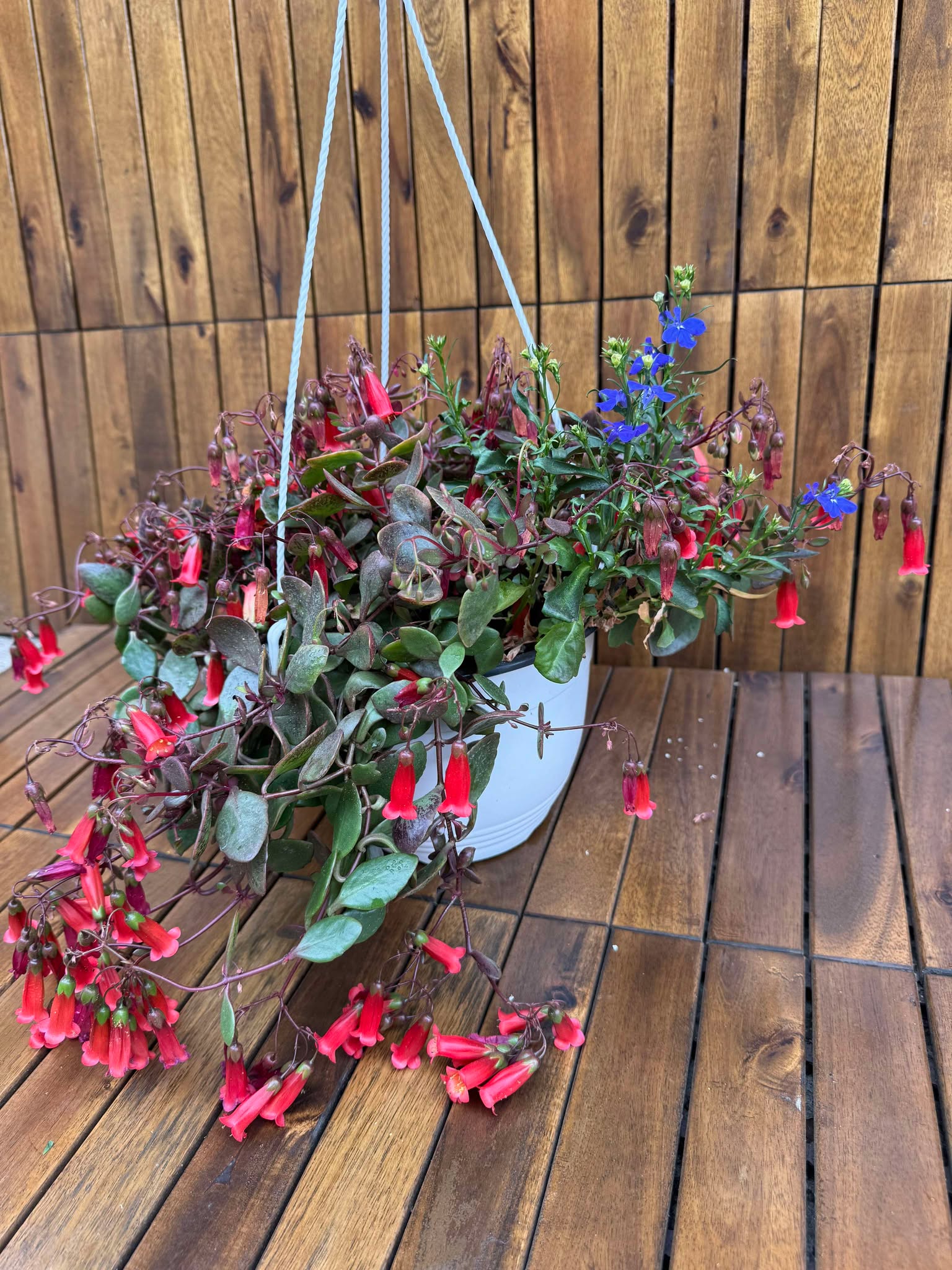 Kalanchoe Mariko (exemplarul din foto)