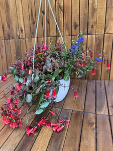 Kalanchoe Mariko (exemplarul din foto)