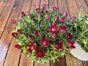 Pachet 2 Saxifraga