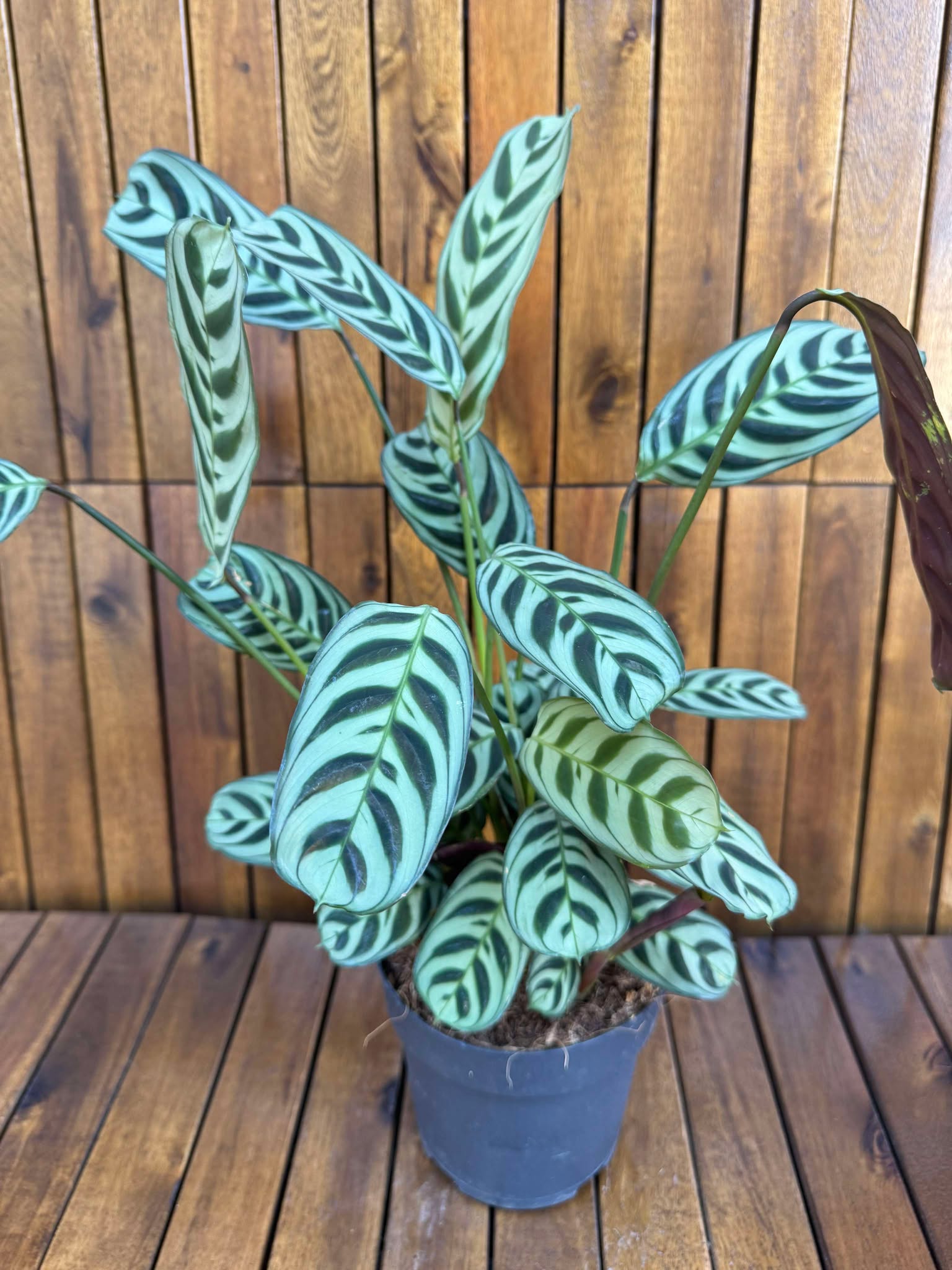 Ctenanthe Burle Marx