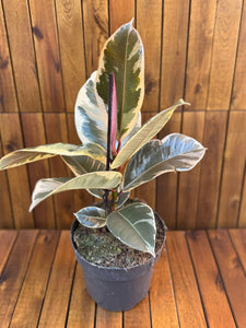 Ficus Elastika Tineke D17