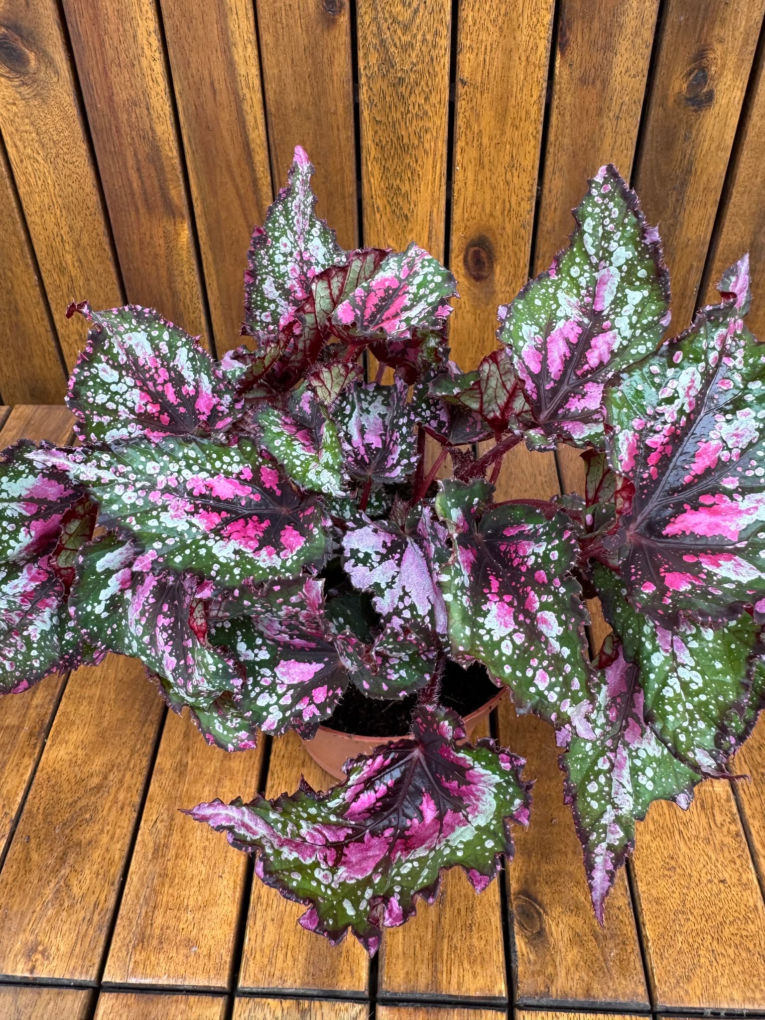 Begonia Rex Alaska Creek
