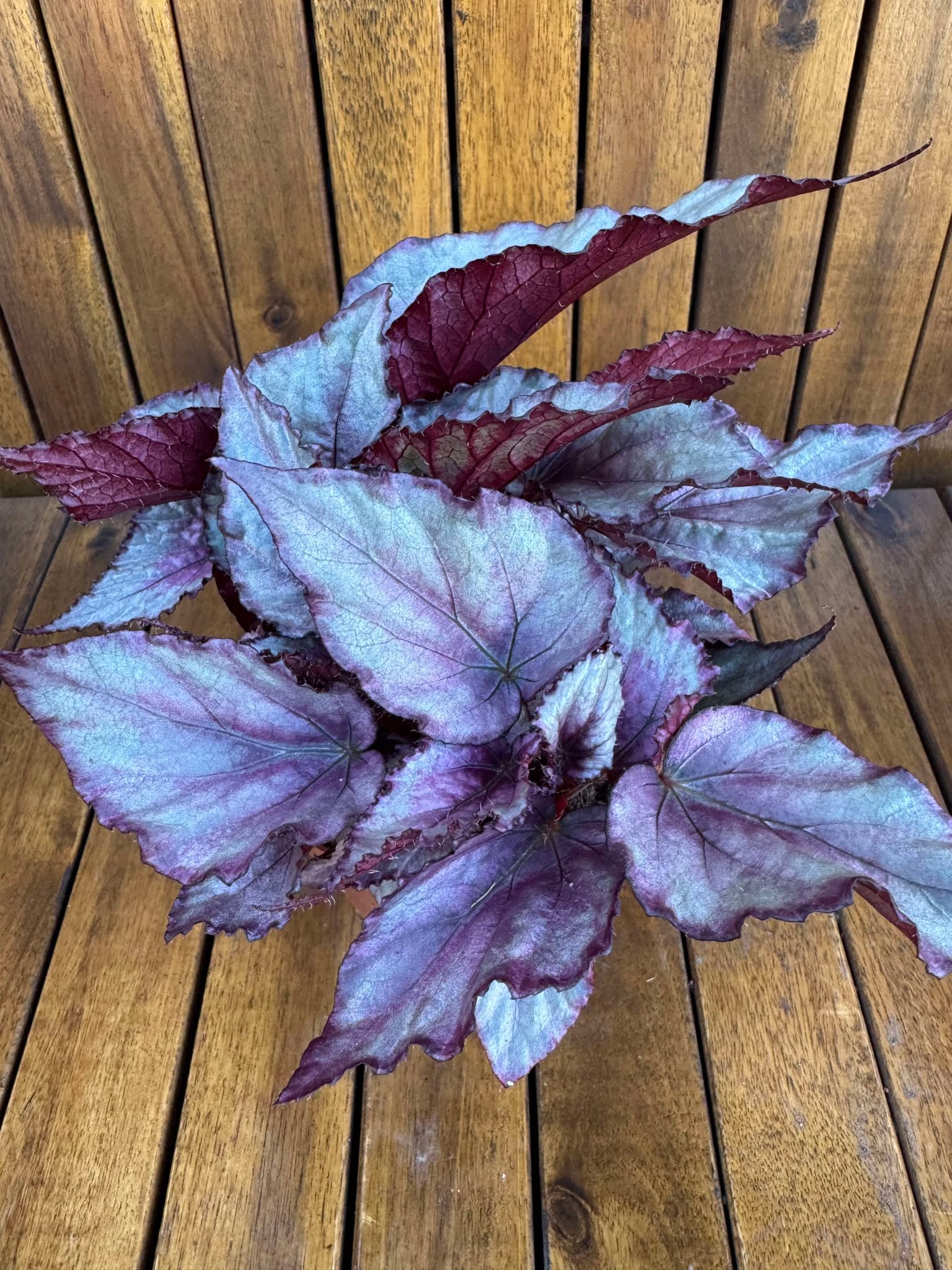Begonia Rex Maori Haze
