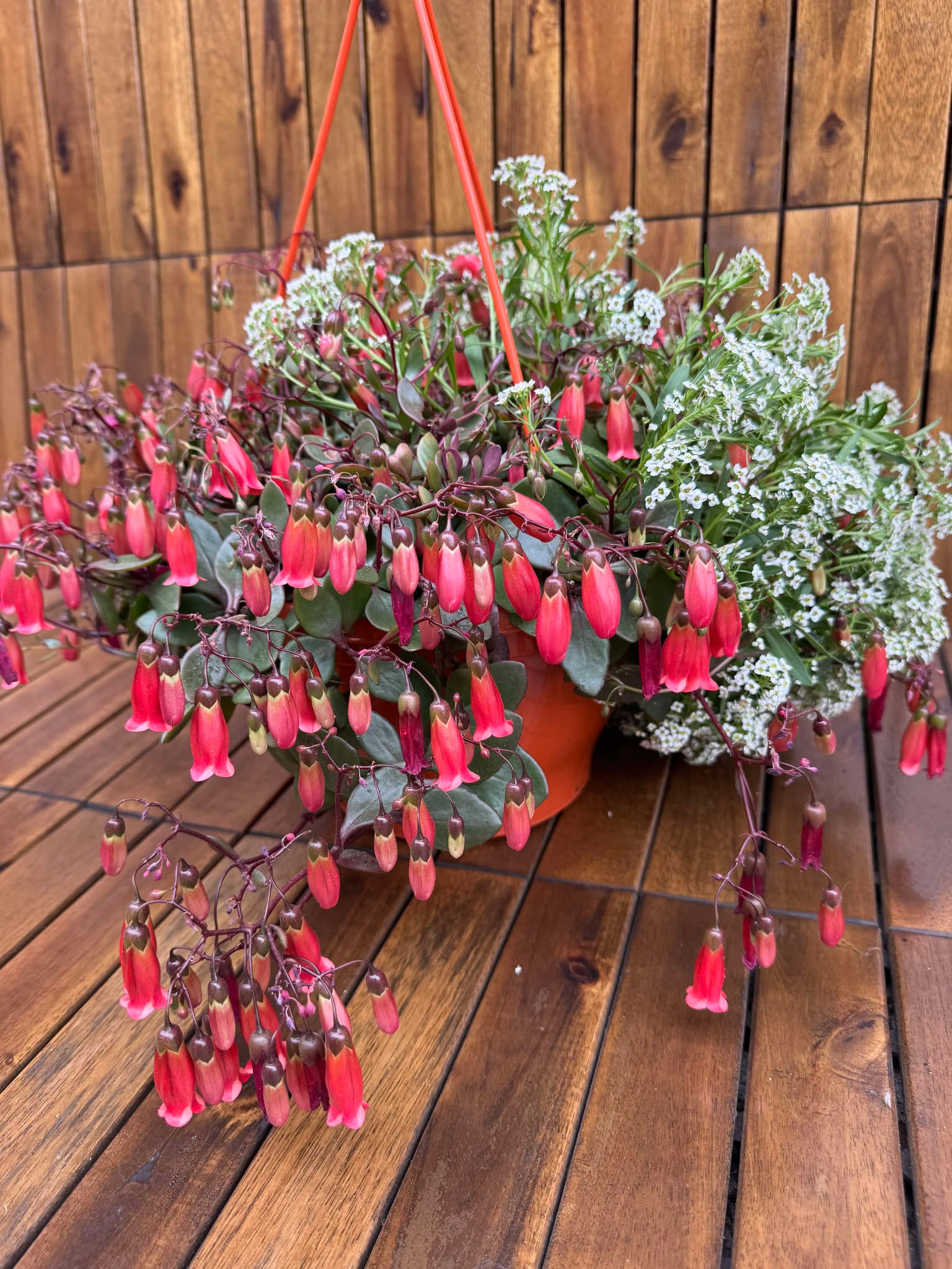 Kalanchoe Mariko (exemplarul din foto)