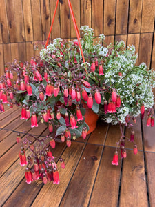 Kalanchoe Mariko (exemplarul din foto)