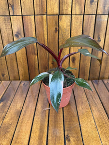 Pachet Euphorbia Milli+ Philodendron Pink Princess