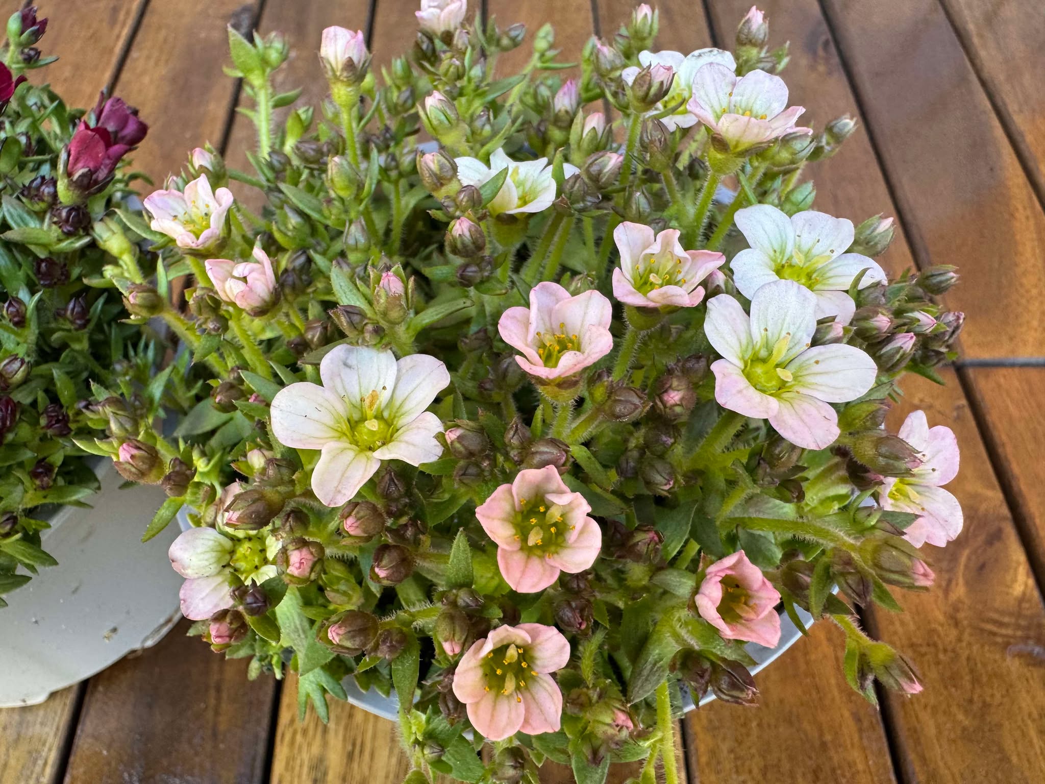 Pachet 2 Saxifraga