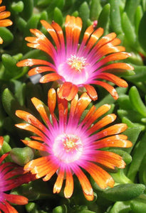 Delosperma Orange