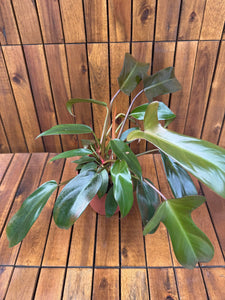 Philodendron Florida Bronze (exemplarul din foto)
