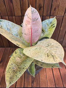 Ficus Shivereana Moonshine D17