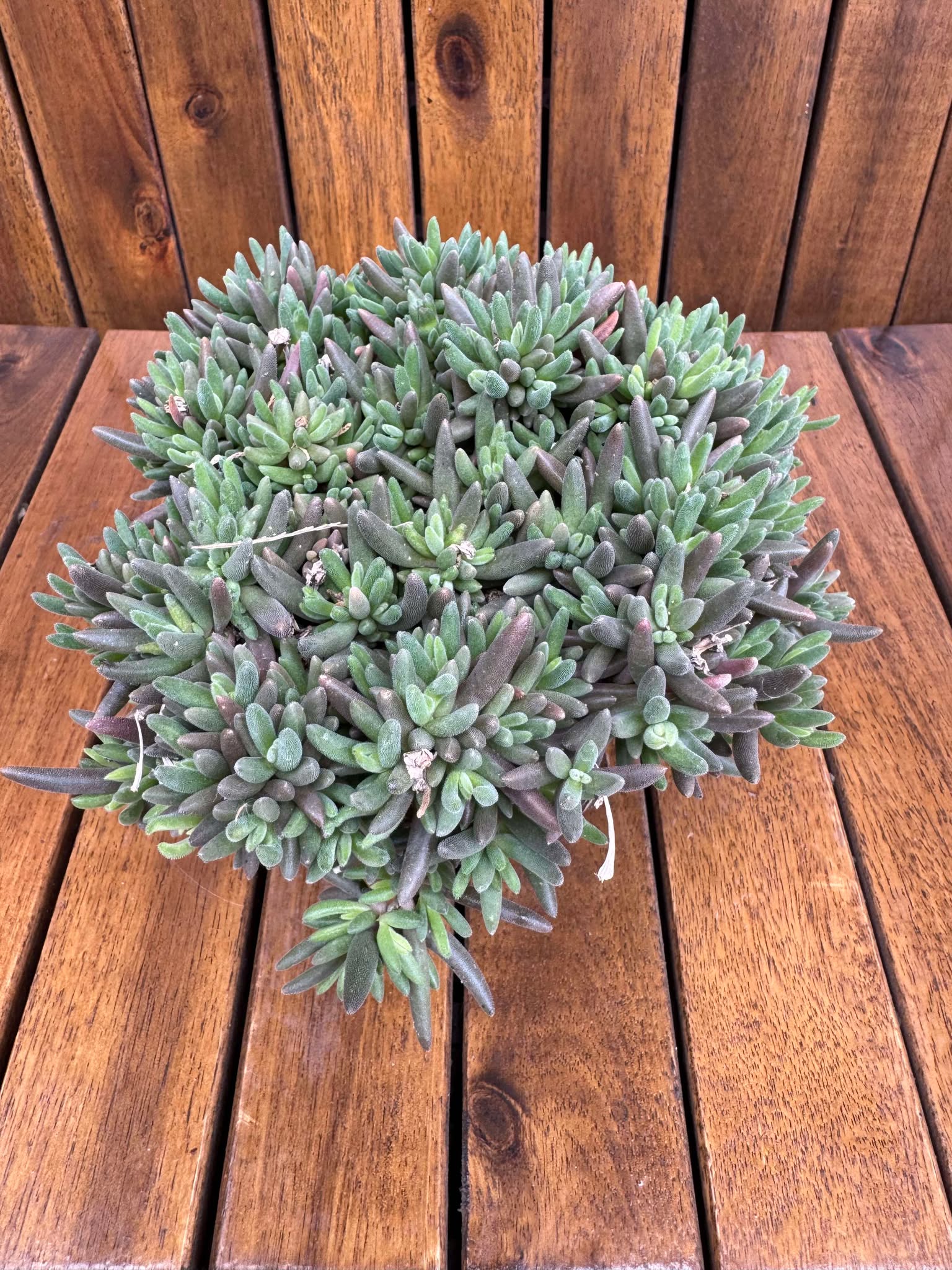 Delosperma Purple