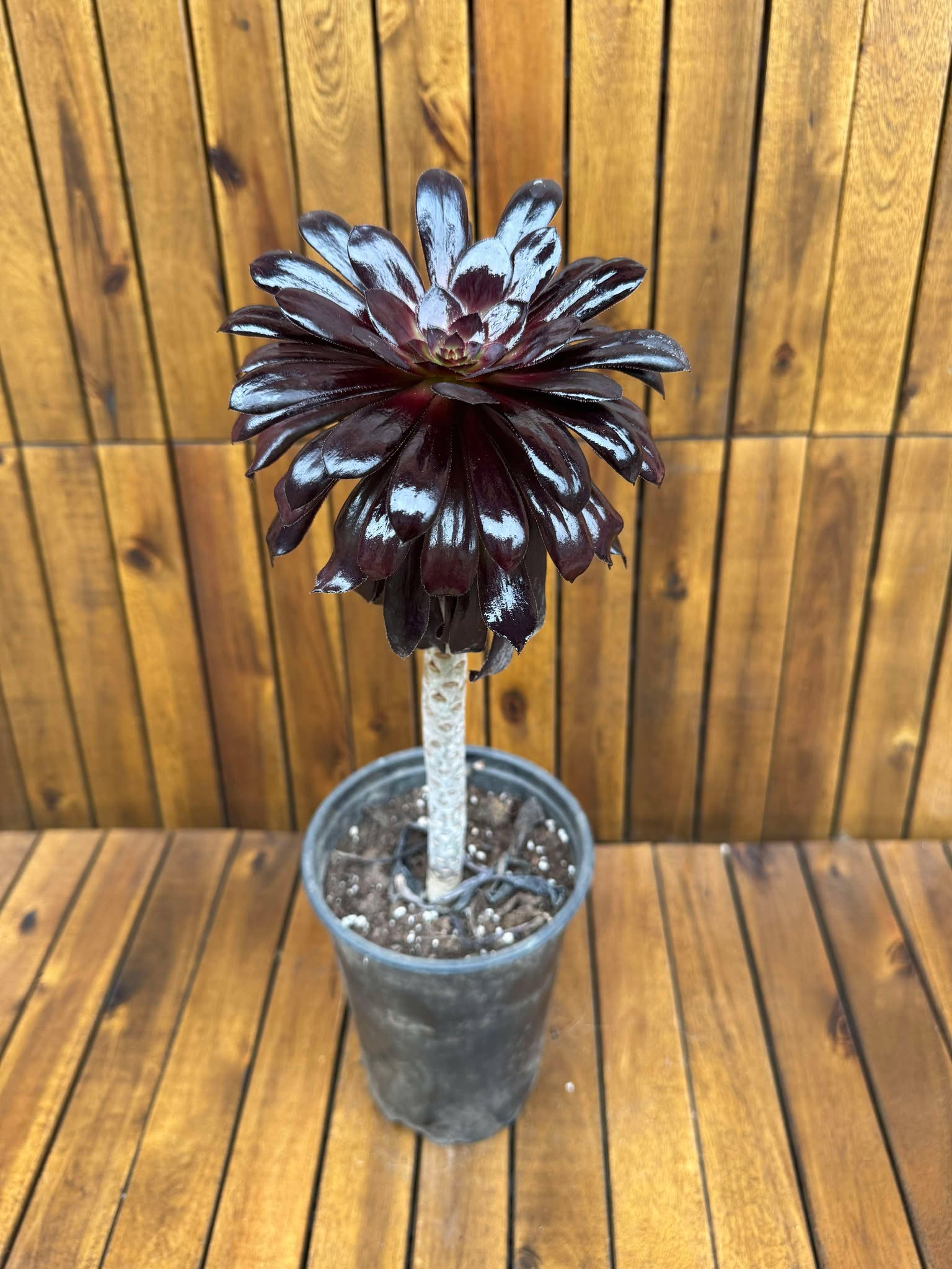 Aeonium Schwarzkopf