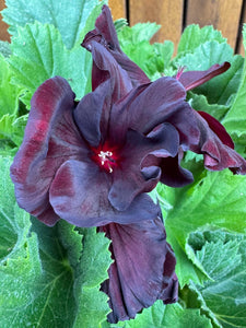Muscate nobile Regalia Chocolate D13