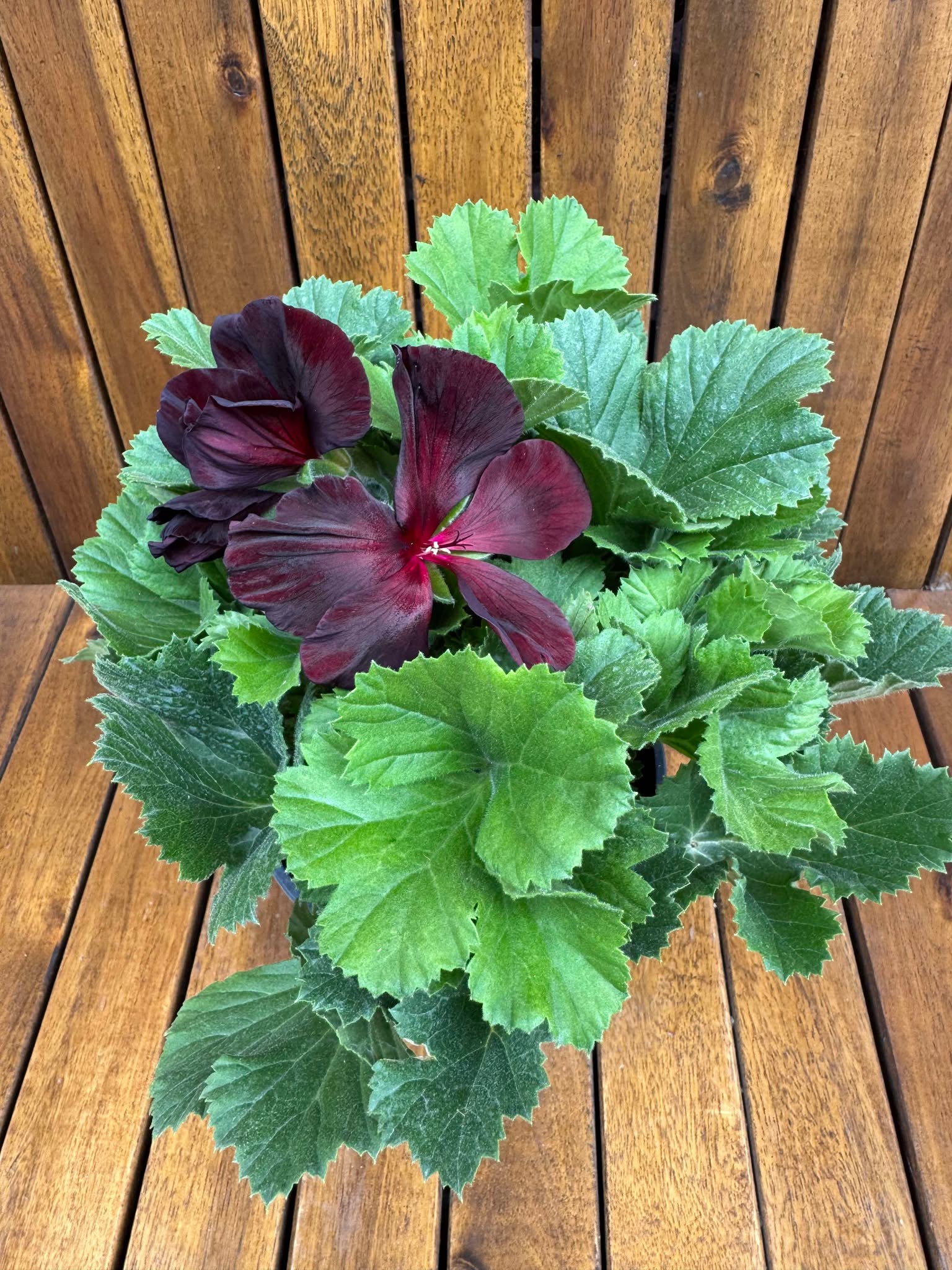 Muscate nobile Regalia Chocolate D13