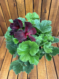 Muscate nobile Regalia Chocolate D13