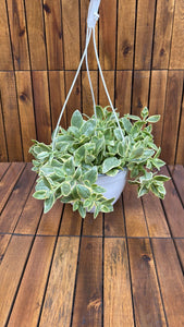Aptenia Variegata