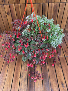 Kalanchoe Mariko (exemplarul din foto)