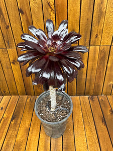 Aeonium Schwarzkopf