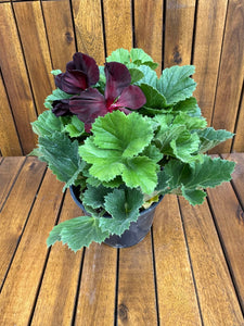 Muscate nobile Regalia Chocolate D13