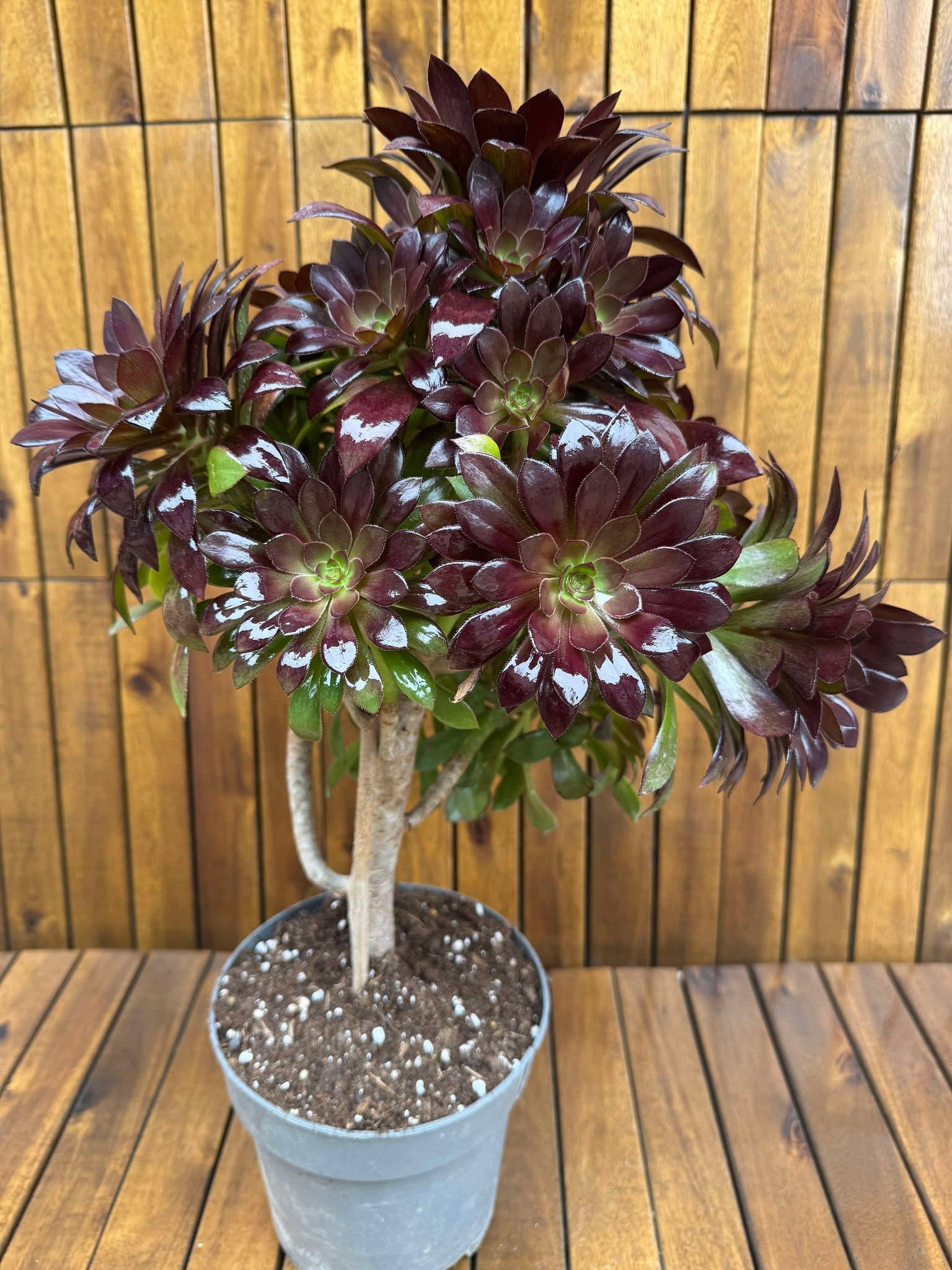 Aeonium Velours (exemplarul din foto)