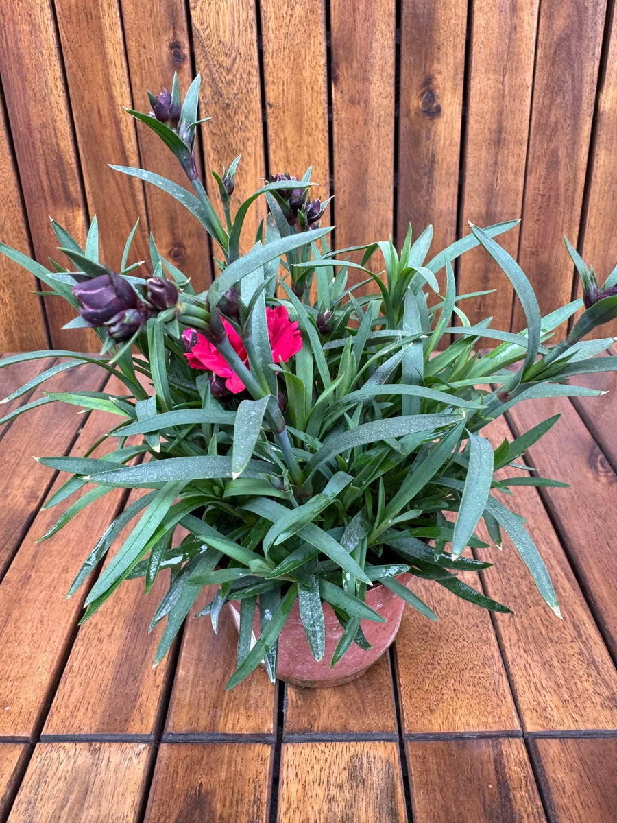 Garofite, rosu grena – Terrarium Plante