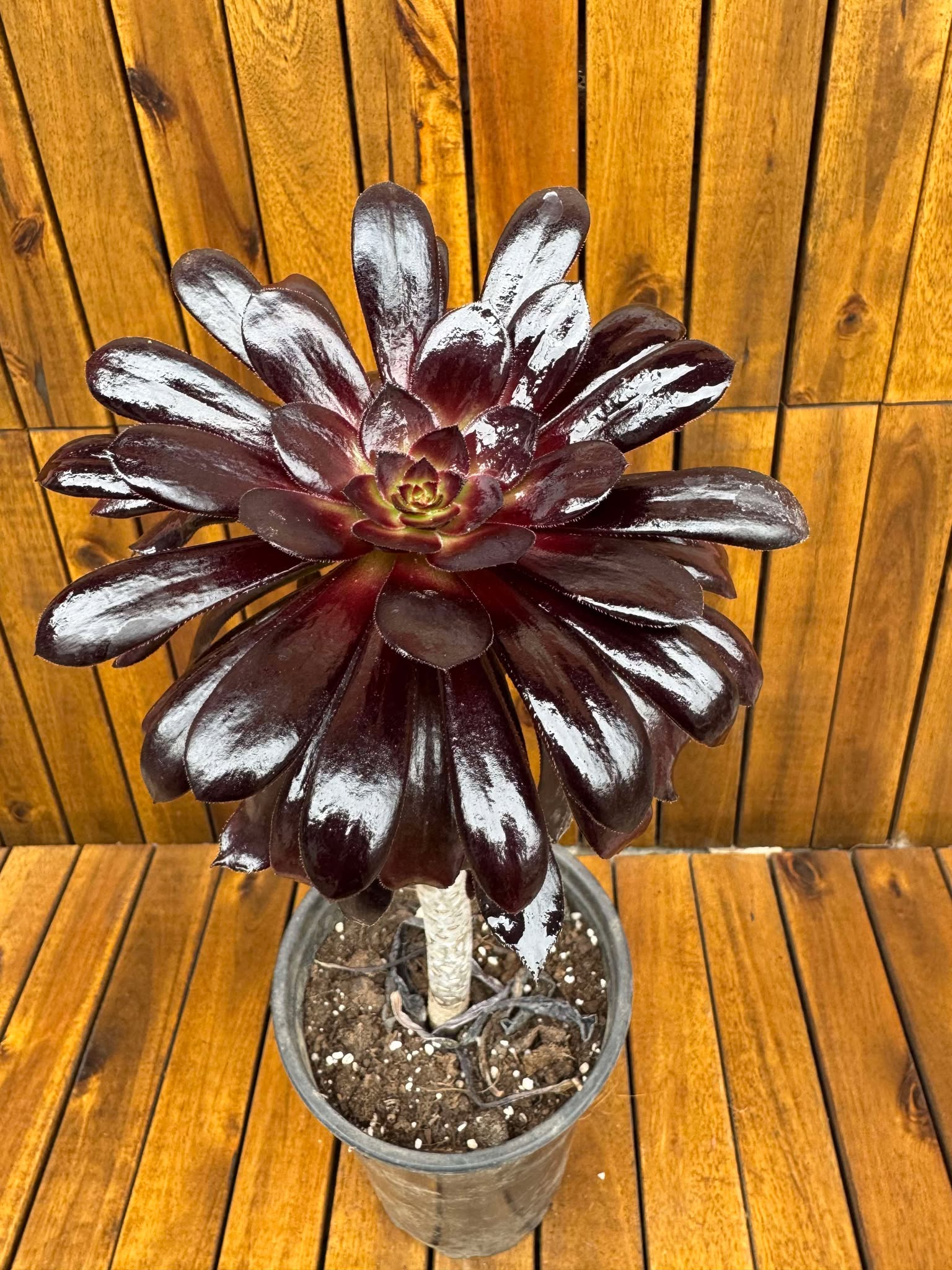 Aeonium Schwarzkopf