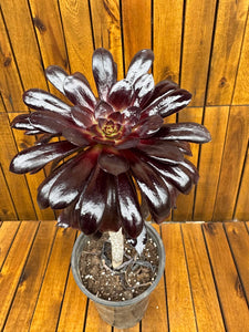 Aeonium Schwarzkopf