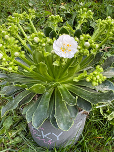 Lewisia alb